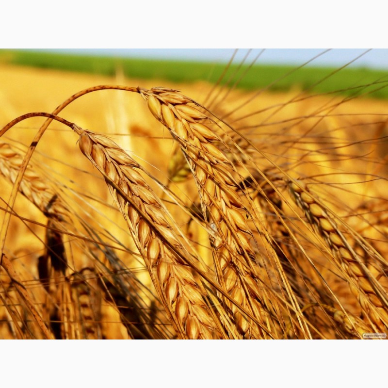 Куплю ячмень, пшеницу фураж - цена 1 грн, , Донецк — UkrGO.com