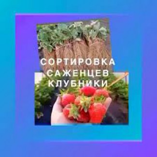 РАБОТА в Польше || Сортировка Cаженцев Клубники || Заезд уже начался