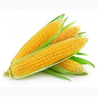 Купуємо кукурудзу оптом. Новий урожай