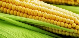 Фото 6. Купуємо кукурудзу оптом. Новий урожай