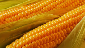Фото 8. Купуємо кукурудзу оптом. Новий урожай