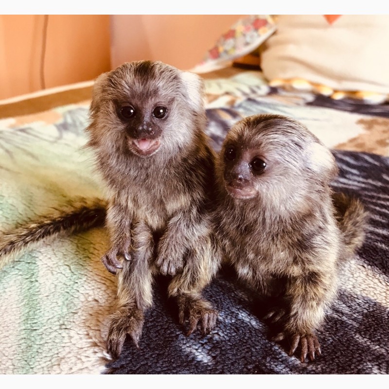 Фото 15. Ручная обезьяна игрунка обезьянка мармозетка мини мартышка приматы