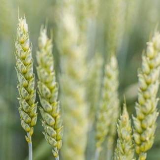 Пшениця озима Спенсер KWS