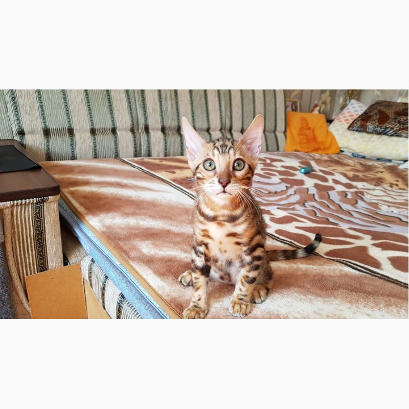 бенгальская кошка 1 месяц фото