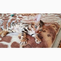Продам бенгальского кота Днепр. официальный питомник