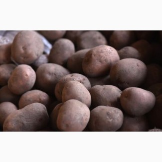 Продам картоплю оптом від 40т., 13грн кг