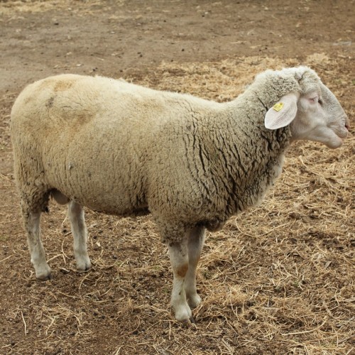 Фото 5. Племенные овцы мериноладшаф и дорпер