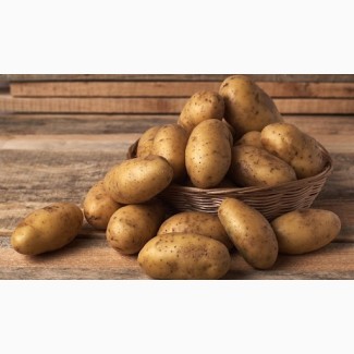 Продам картоплю у необмеженому обємі! Ціна 13 грн. кг. опт від 40т