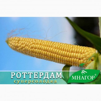 Насіння ультроранней цукрової кукурудзи Роттердам F1 від Мнагор (аналог Спіріт)
