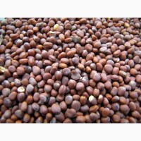 Куплю семена Редьки масличной, Сумская область, Конотоп