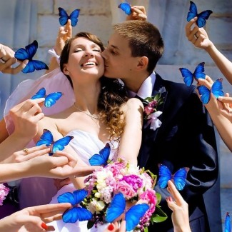 Салют живых бабочек на свадьбу
