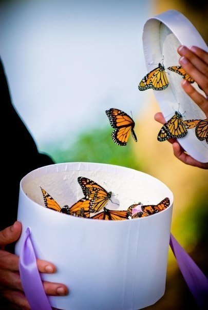 Фото 3. Салют живых бабочек на свадьбу