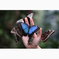 Живая бабочка Морфо - самый оригинальный сюрприз
