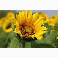Пропонуємо купити насіння соняшнику Monarch(NS Serbia) | Монарх